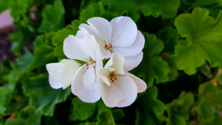 White Geranio