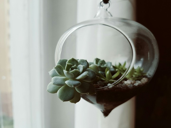 Succulents in glass pot