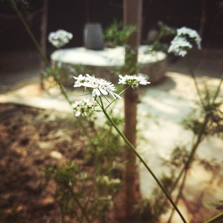 White Flowers.