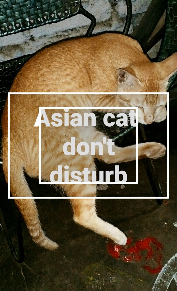 cat