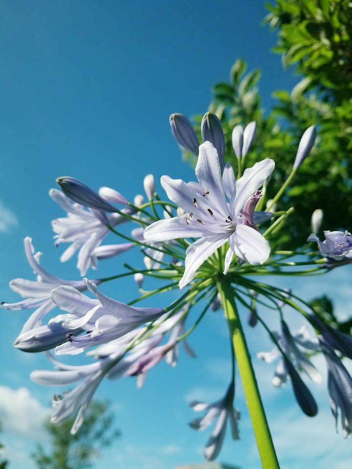 beautiful white Flowers