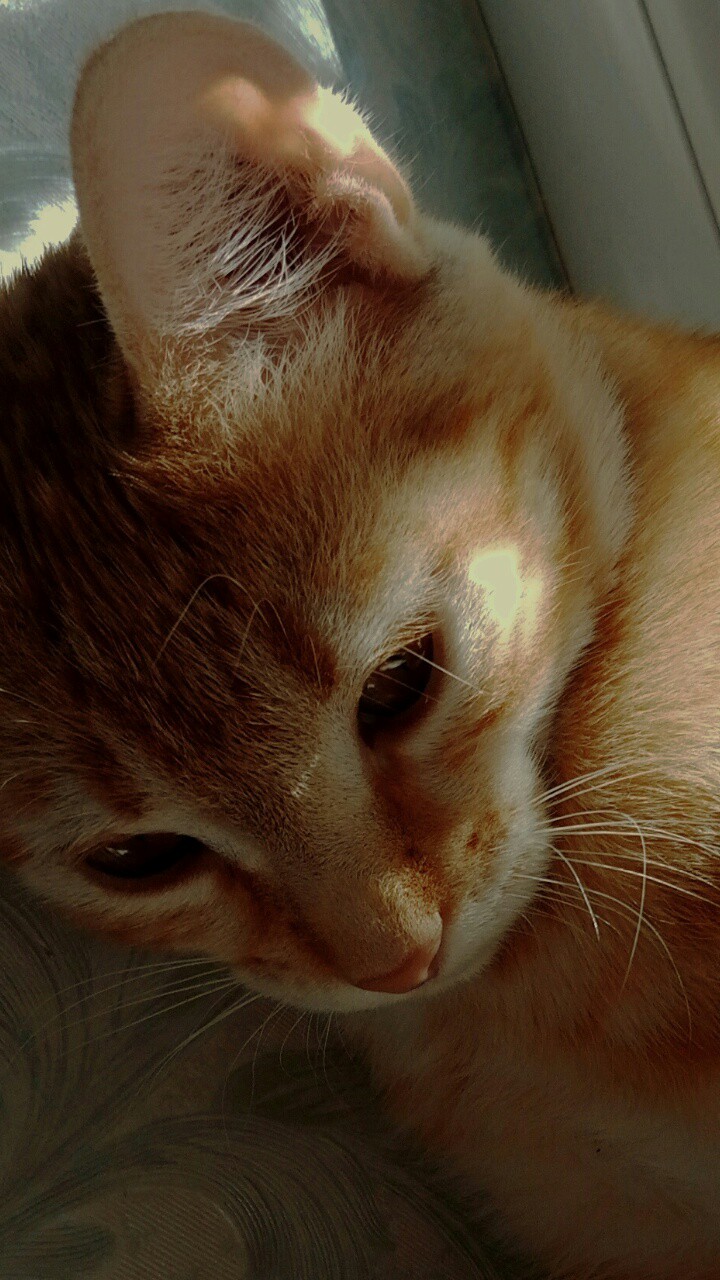 cat