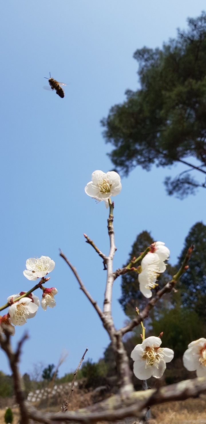 매  화~B