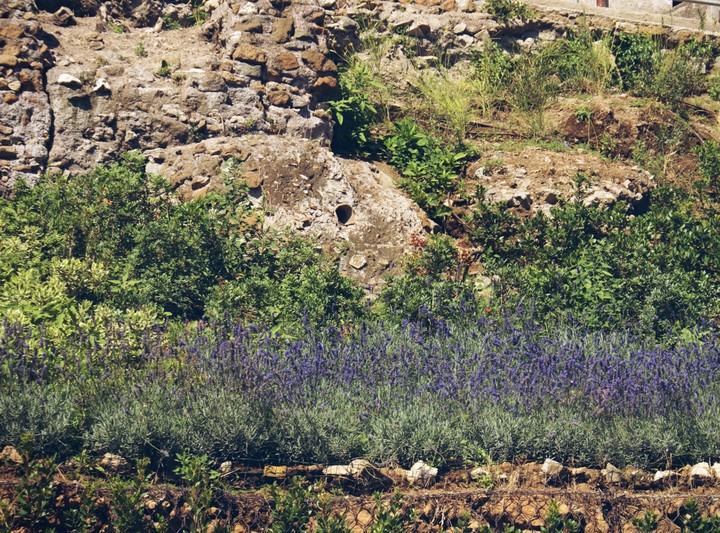 Lavanda in Rome