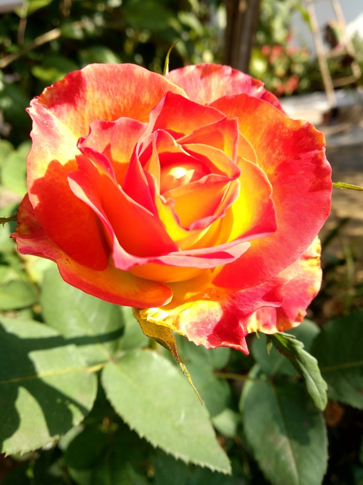 Rose