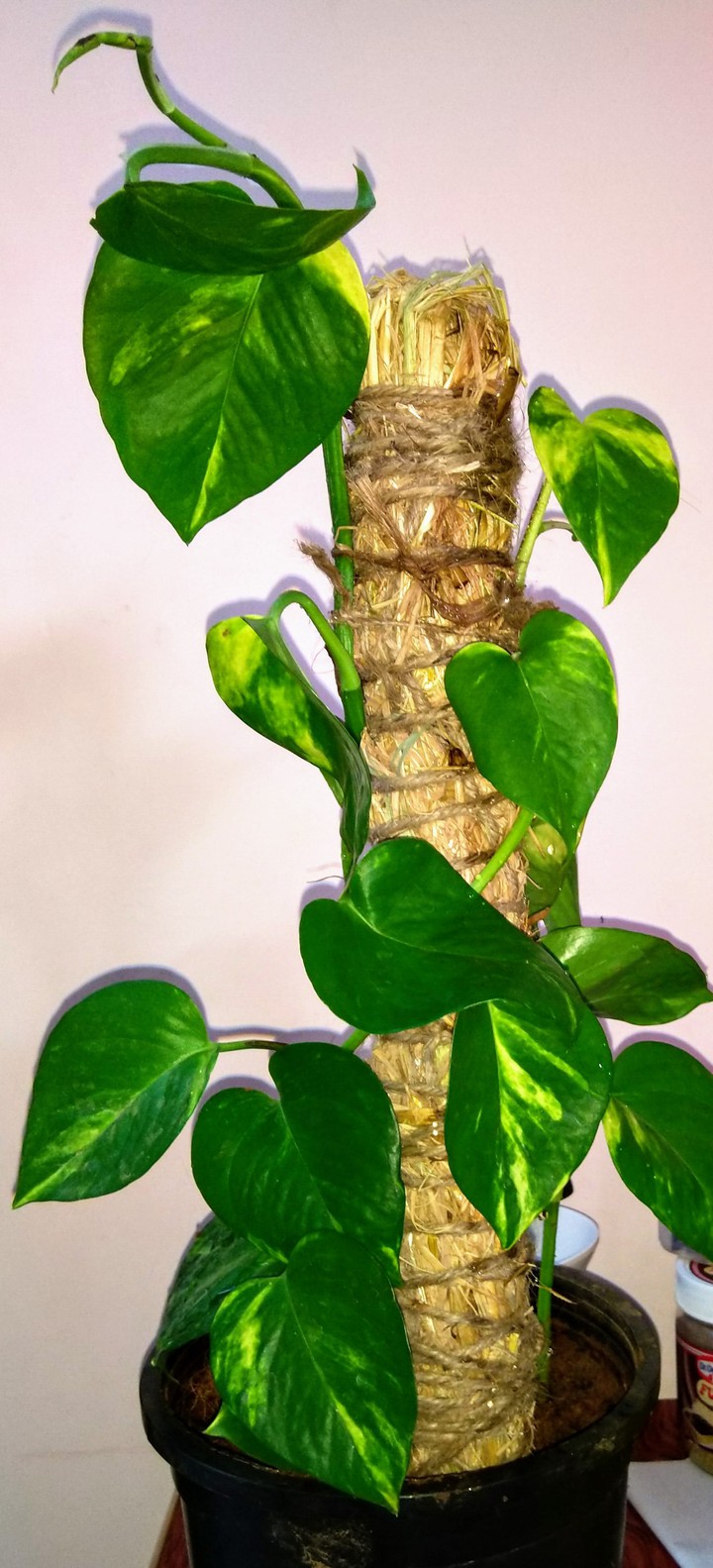 moneyplant