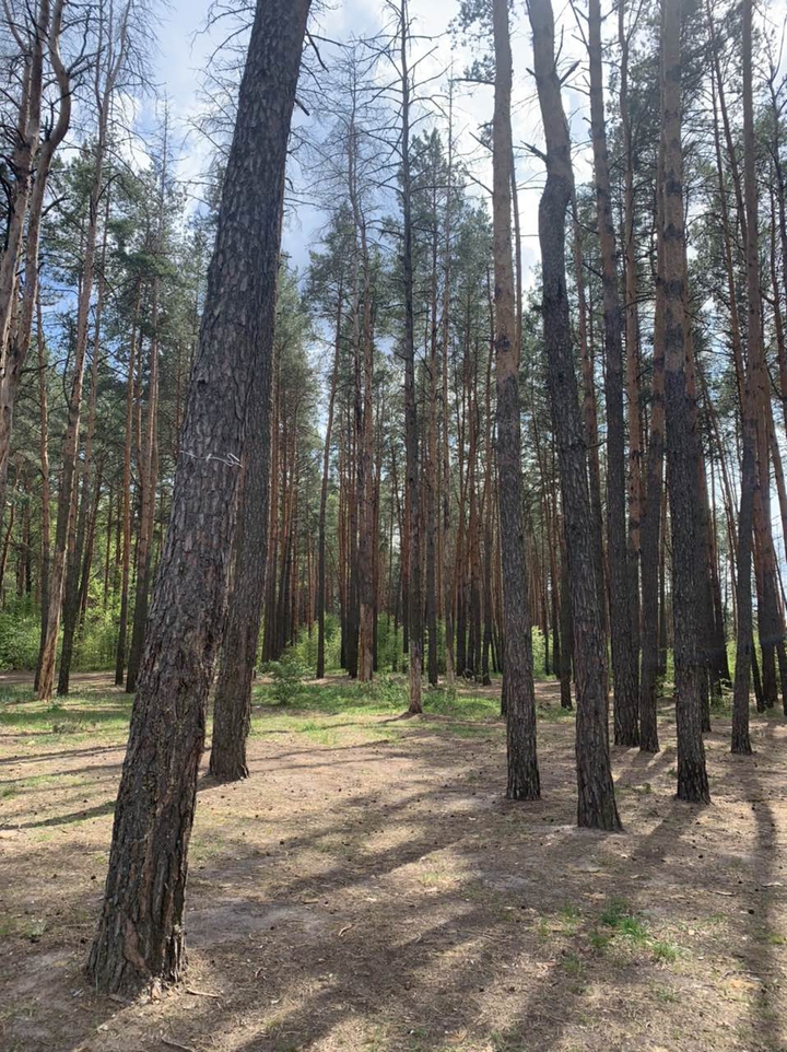 сосновый лес