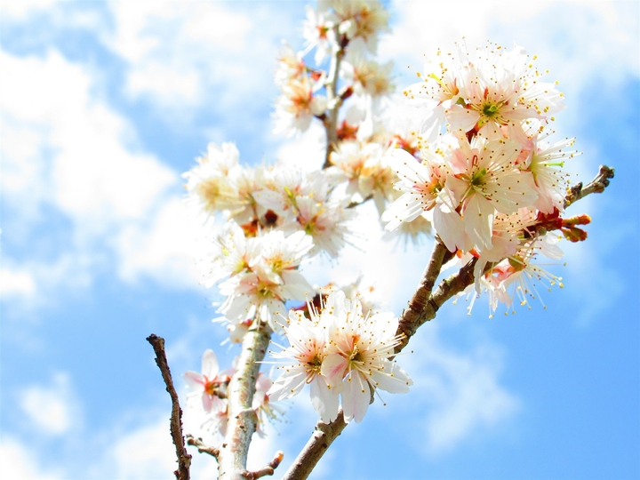 梅 plum flower