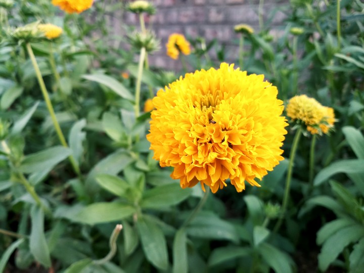 #flower