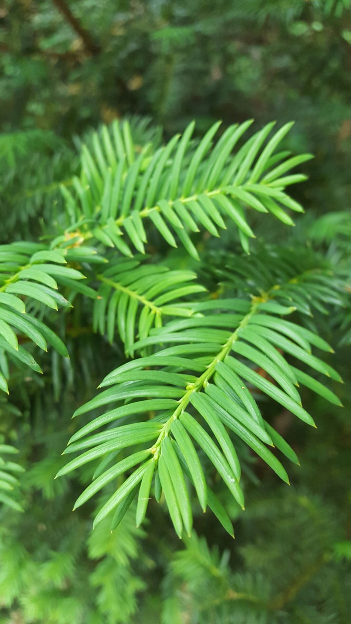 leaf