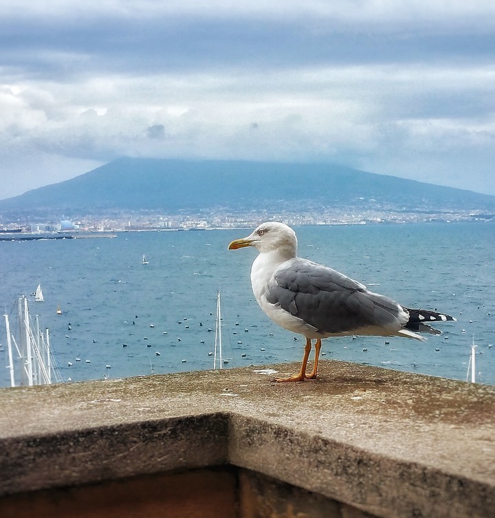 clouds & seagull in Napoli...