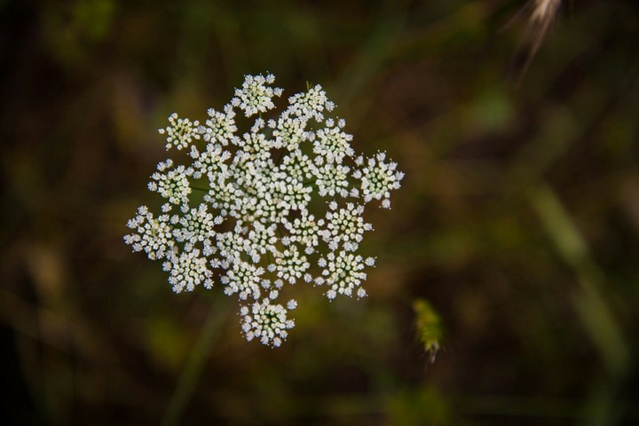 Anthriscus