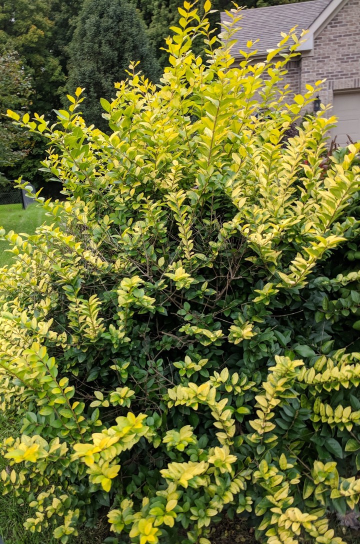 Bush