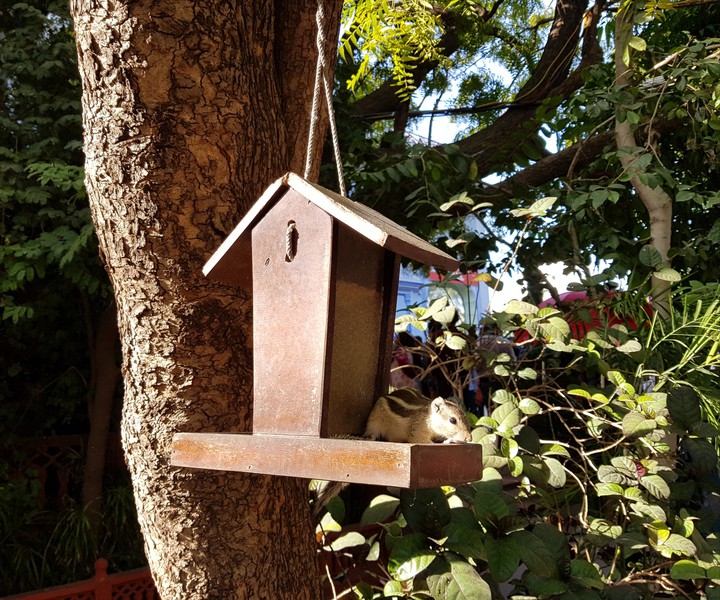 Squirrel's Home