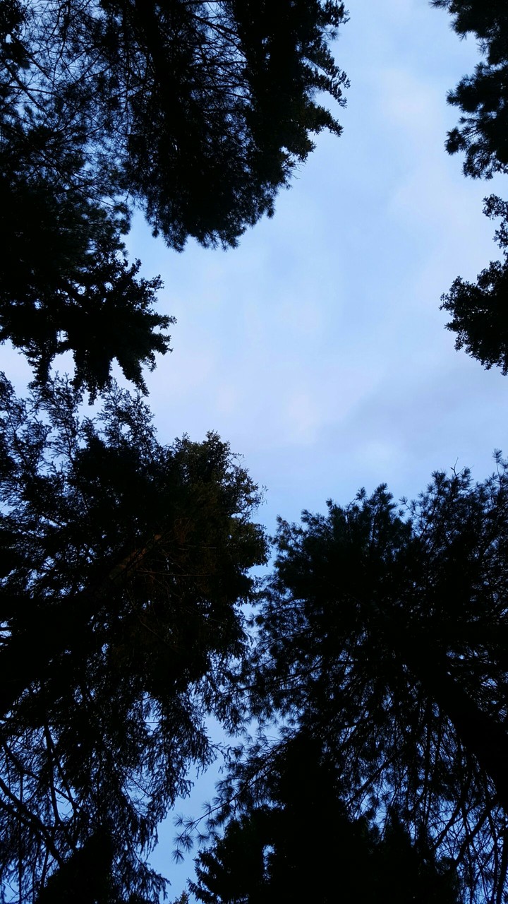Forest sky
