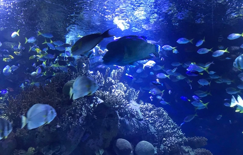 hình nền light, blue