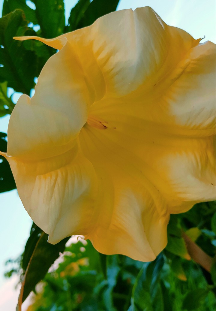 datura