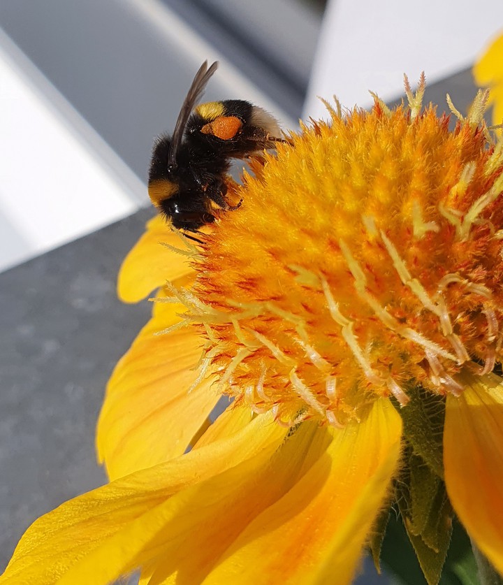 Bumblebee