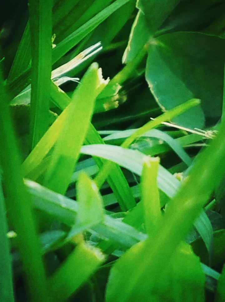grass