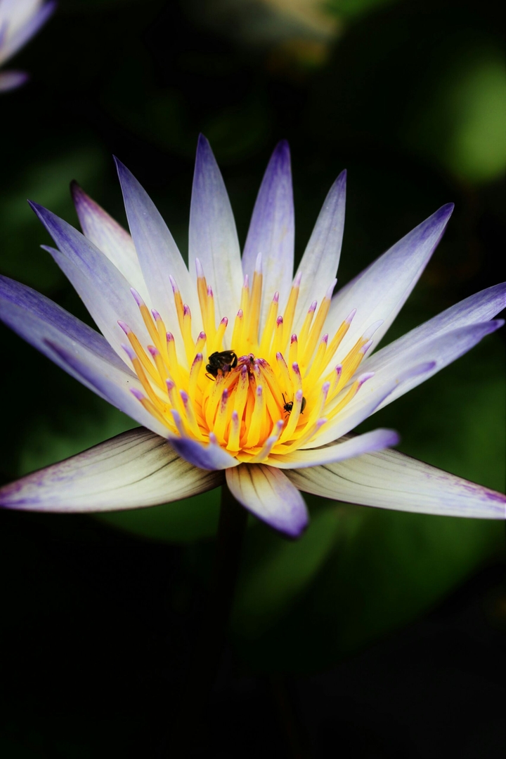 Flora