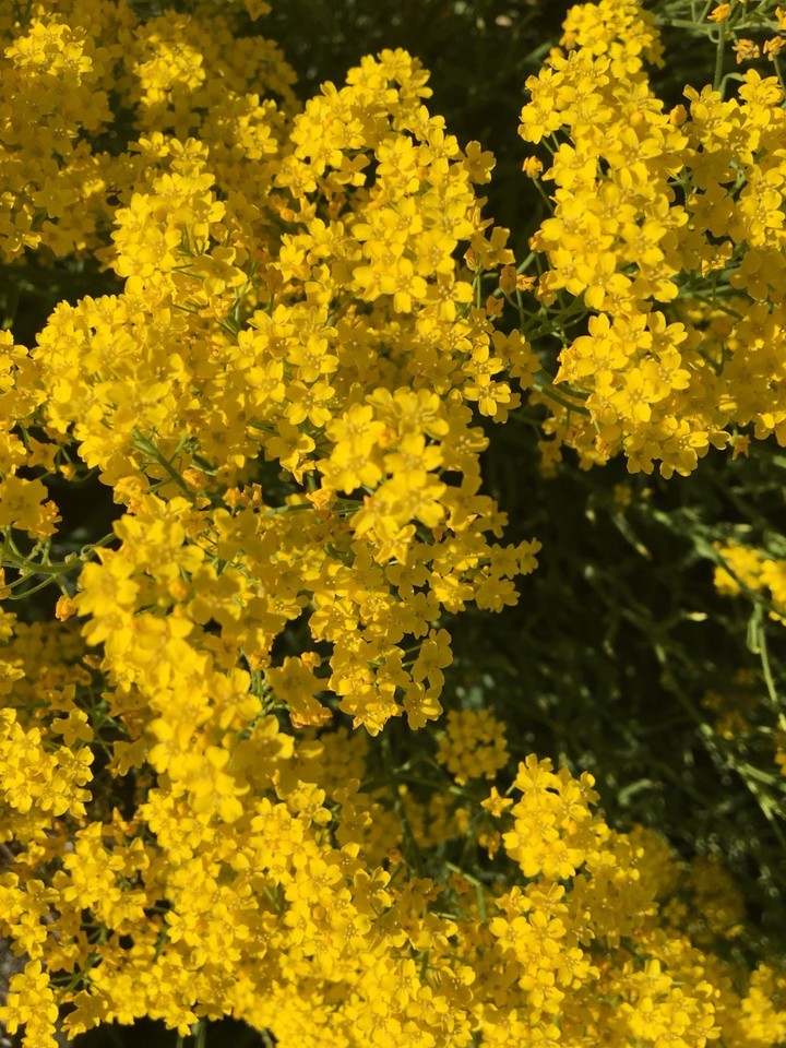 Yellow Flower