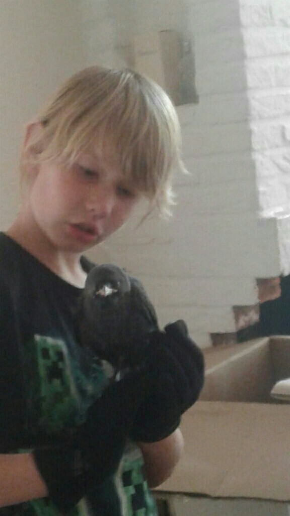 vogel