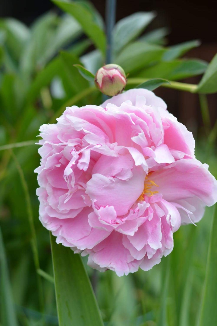 Summer Peonie