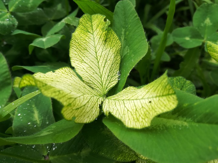 Rain green