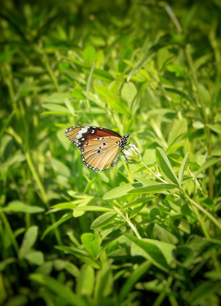 Butterfly in Field