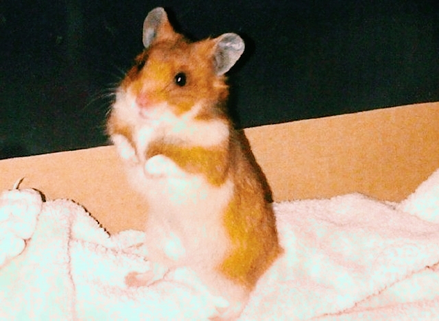 Good Girl Hamster