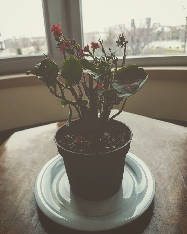 plants