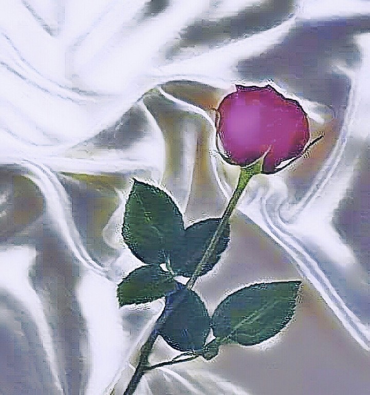 Magic Rose