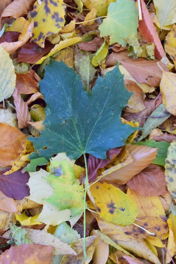 Autumn
