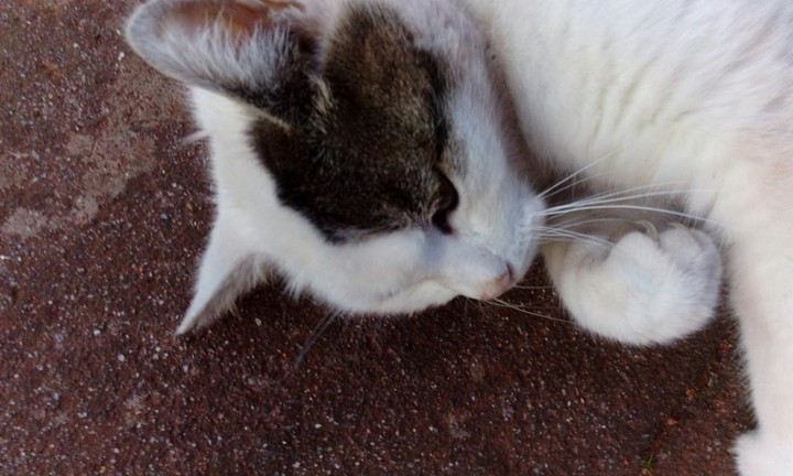I love cats