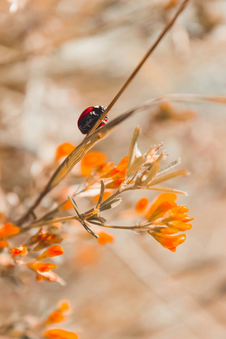 Macro