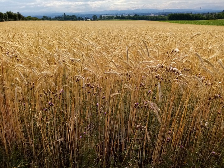 champ d'été