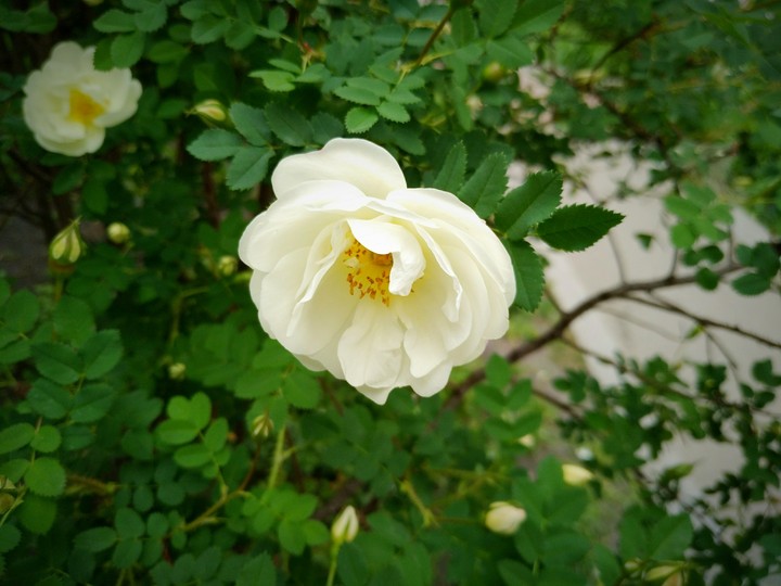 Touch if spring 