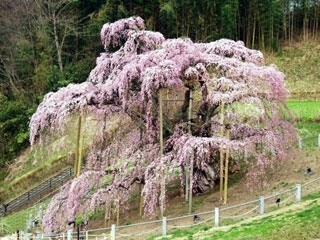 beautiful ancient sakura tree