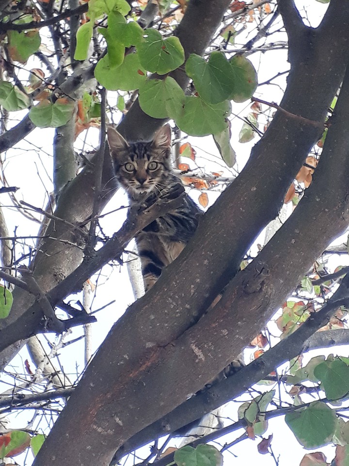 Cat in the tree
