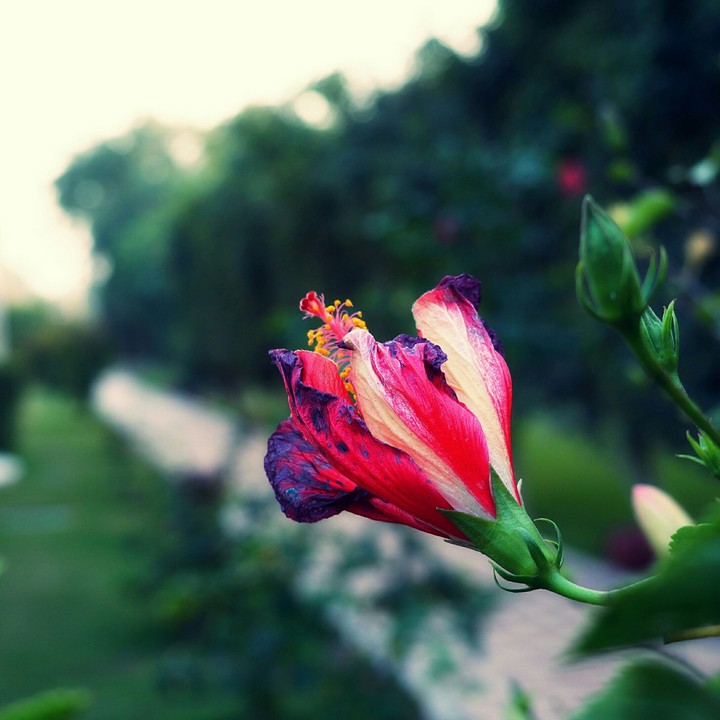 Drying Hibiscus