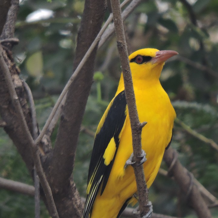 Indian Golden Oriole