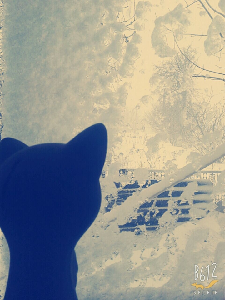 Киця