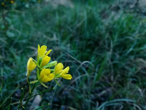 Mustered Flower