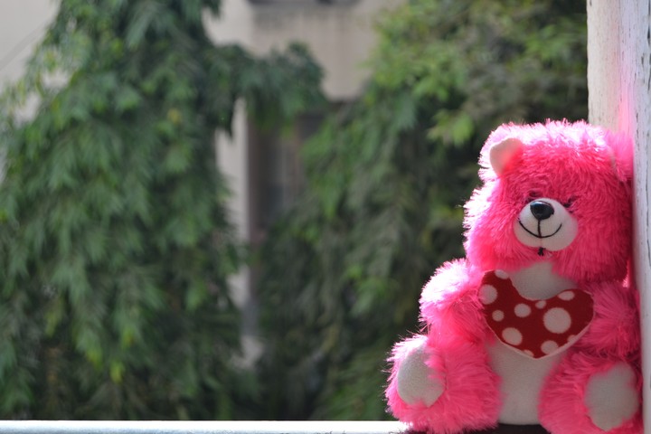 teddy