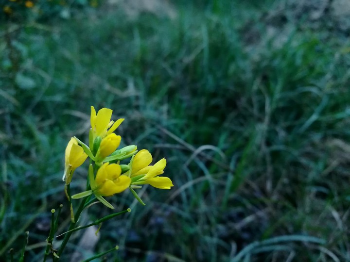 Mustered Flower