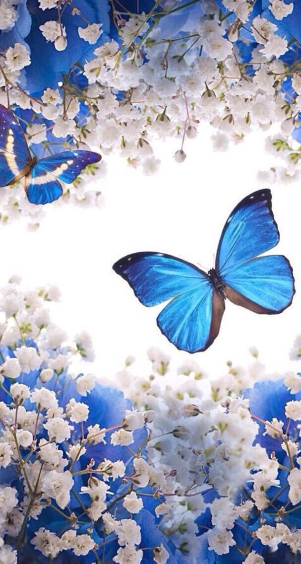 Butterflies ❤