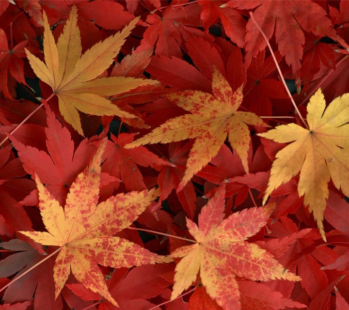Autumn