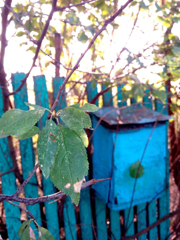 tree 