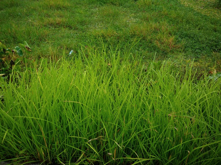Grass