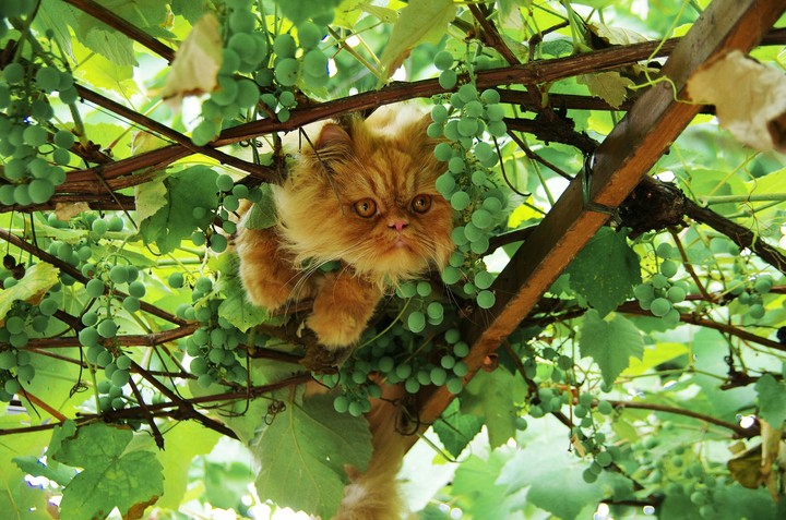 кот